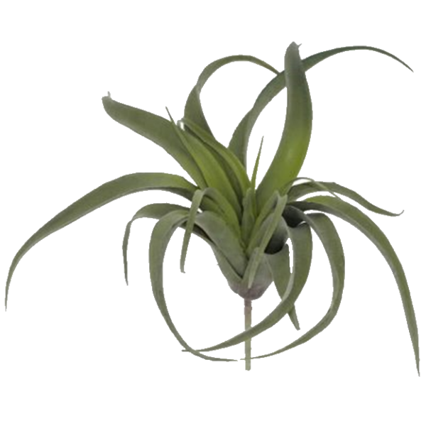 AIR PLANT 35X33CM.png