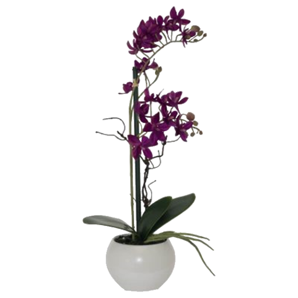 BURGUNDY ORCHID 36CM.png