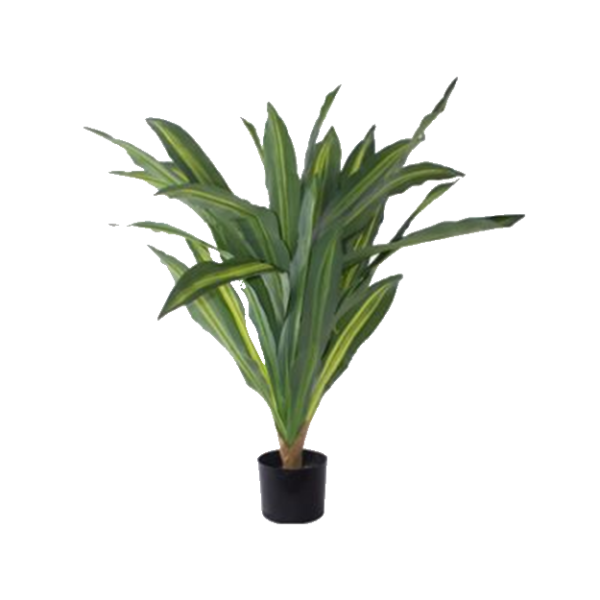 DRAGON PLANT IN POT 80CM.png