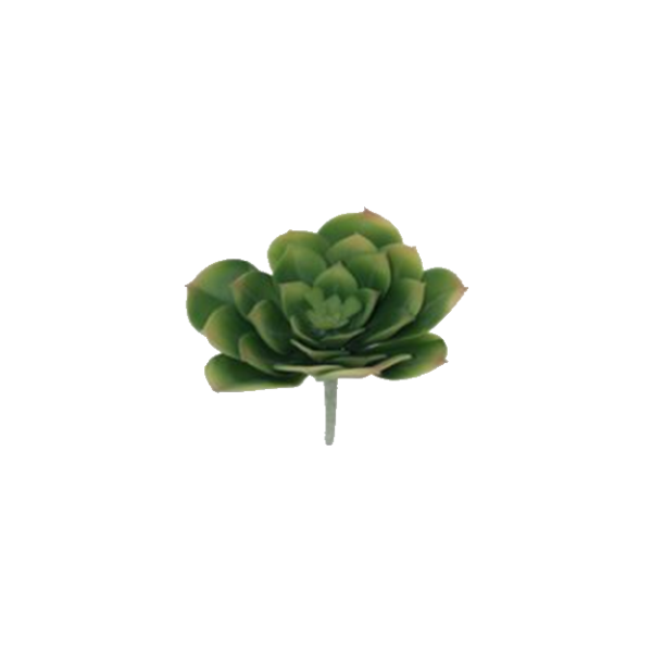 GREEN DESERT ROSE 11X13CM.png