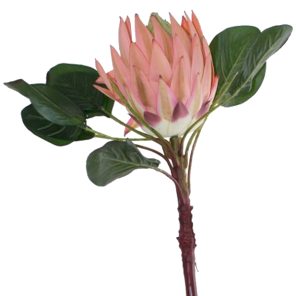 KING PROTEA 78CM.png