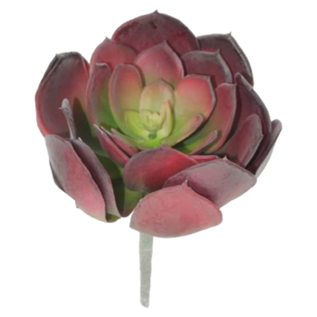MAROON DESERT ROSE 19X20CM.png