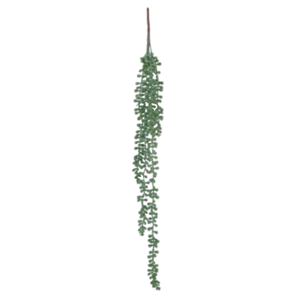 PEARL SUCCULENT STRING.png