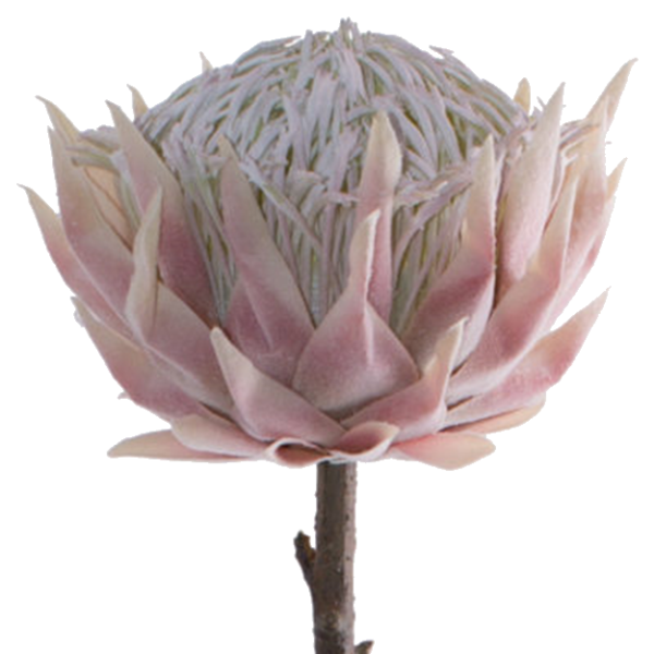 PINK PROTEA 67CM.png