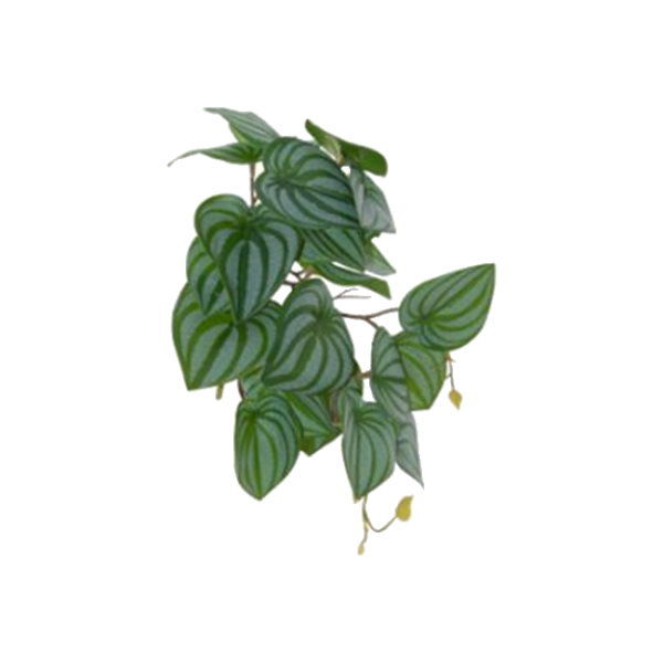 POTHOS PLANT LEAF STEM 23CM.png