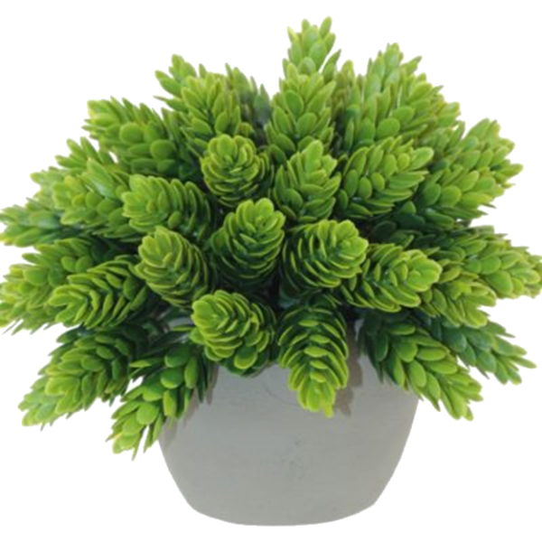 POTTED PINE BUSH 14CM.png