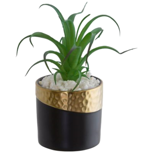 SKY PLANT IN POT 14X18CM.png