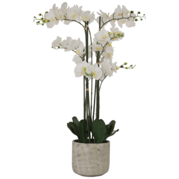 WHITE ORCHID 105CM.png