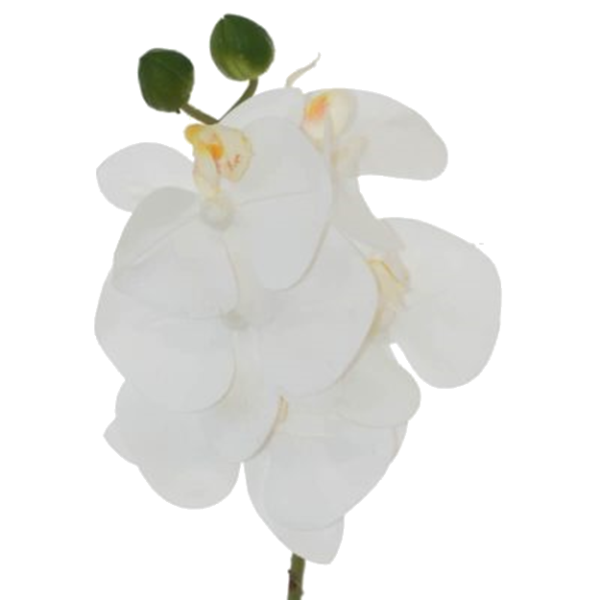 WHITE ORCHID 44CM.png