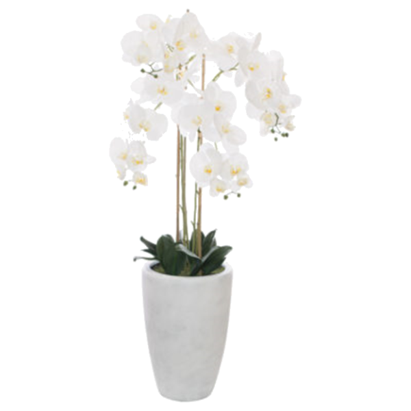 WHITE ORCHID IN POT 125 CM.png