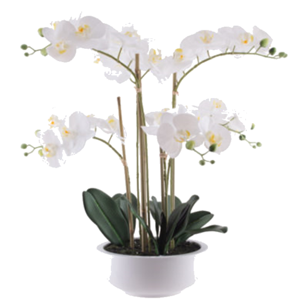 WHITE ORCHID IN POT 64CM.png