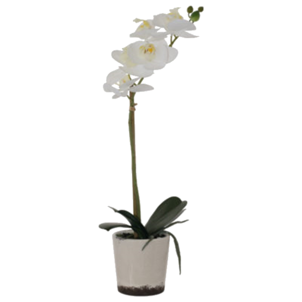 WHITE REAL TOUCH ORCHID 43CM.png