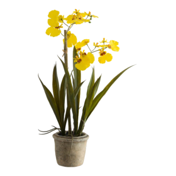 YELLOW ONCIDIUM IN POT 43CM.png